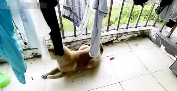 狗狗忽然瘸了,主人查询监管,出现一身虚汗!