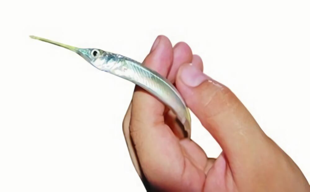 针嘴鱼身份信息