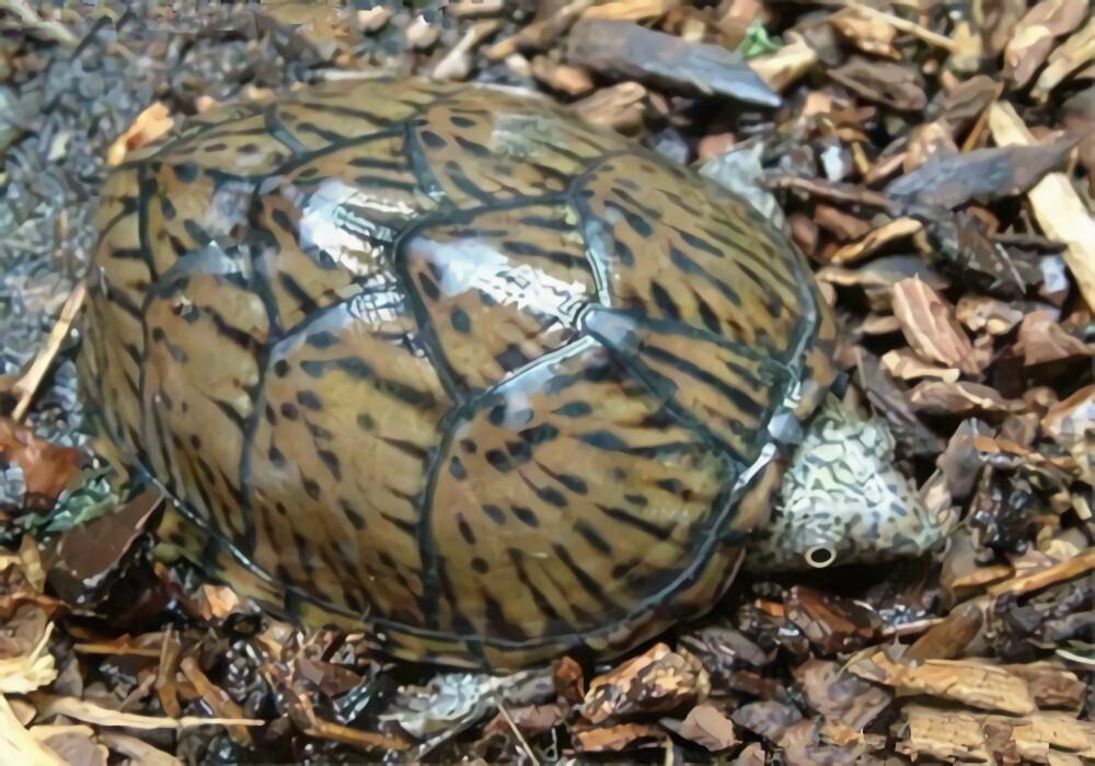 动胸龟身份信息