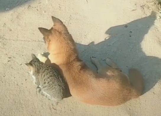 小伙巧遇猫跟狗,猫靠在狗的身旁,网民:气体中散发着恋爱的味道