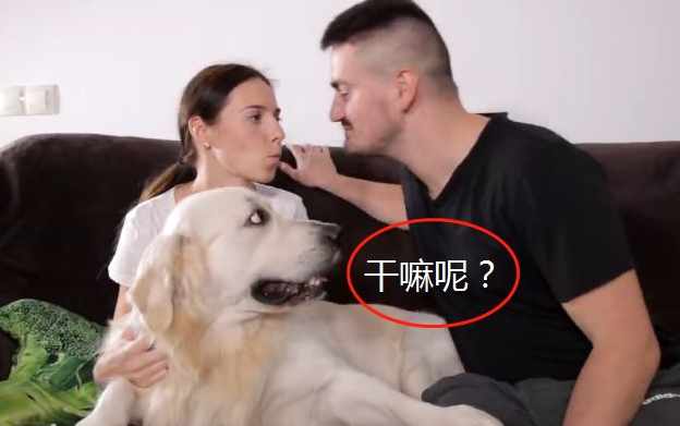 主人在金毛眼前“撒狗粮”,結果却悲剧了,考虑到下单身汪吧