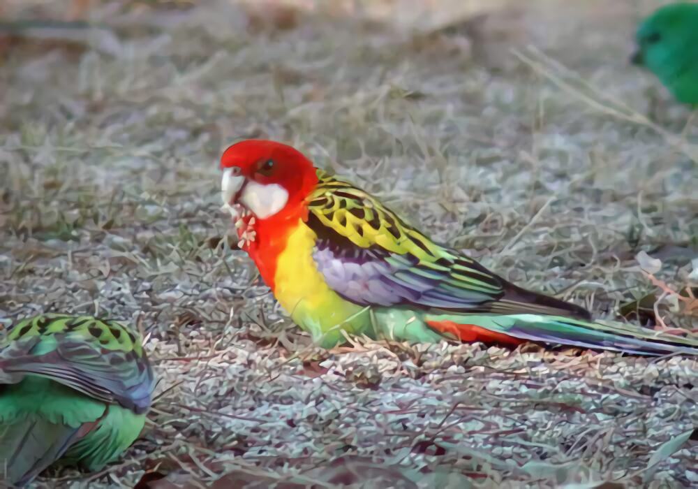 东玫瑰鹦鹉身份信息