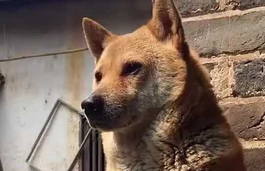 中国人,你凭什么看不起中国土狗?