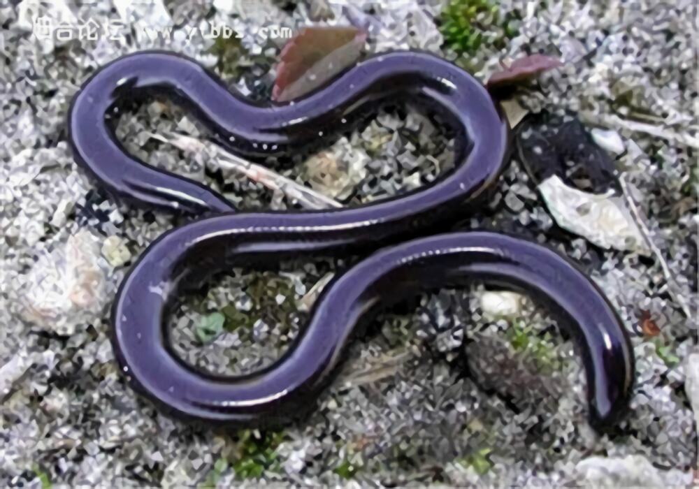 钩盲蛇身份信息