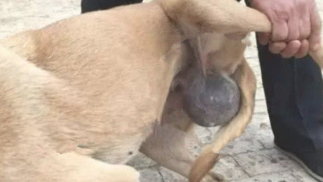 狗狗趴道上一动不动,过路人挨近细看赶快送医院门诊