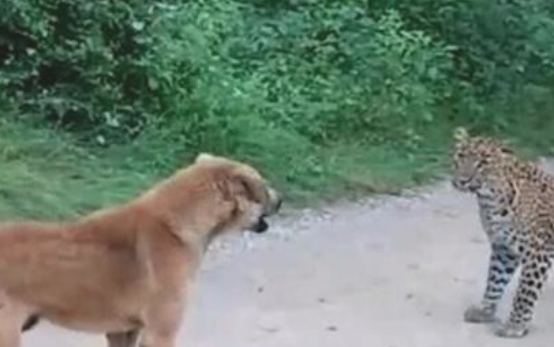 狗狗和豹子打了一架了,它公平正义很突显:它是一件非常值得自豪的事儿!