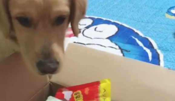 女主角让金毛拿钱买玩具,狗狗二话不说立即去抢男主人的兜,修炼成仙啦