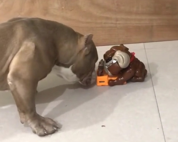 主人新买来个狗狗喂养器,結果给家中的恶霸犬吓傻了!