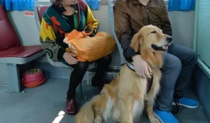 男子带狗坐公交,被司机制止后却殴打对方,医生:很可能高位截瘫