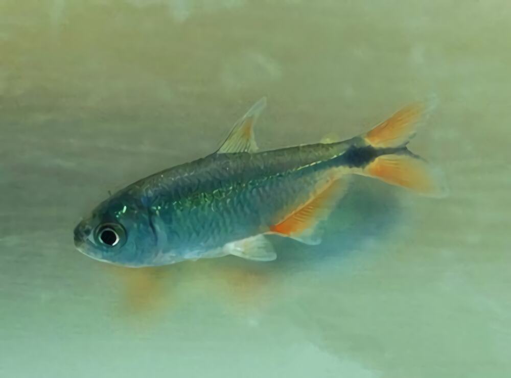 黑十字鱼身份信息