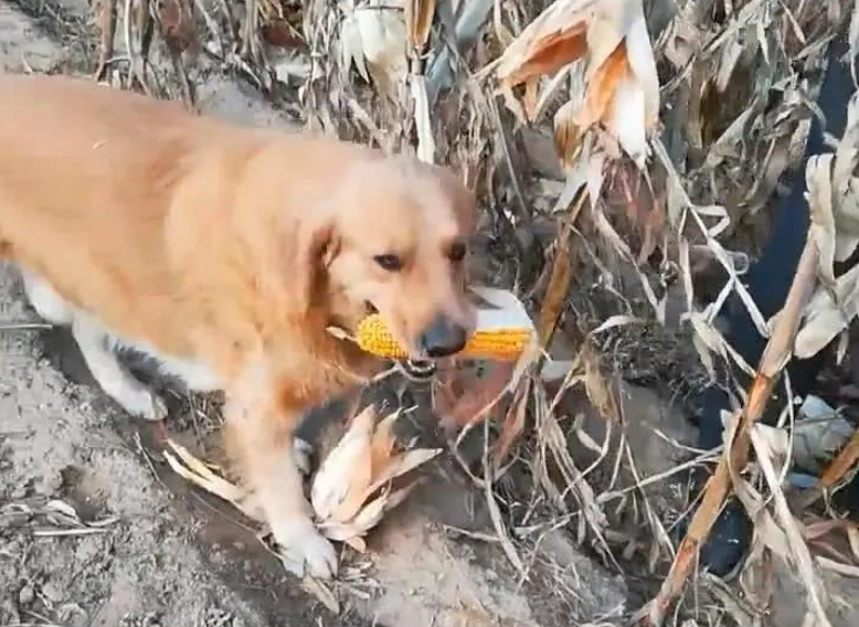 这就是别人家的狗子吗？看完柠檬了