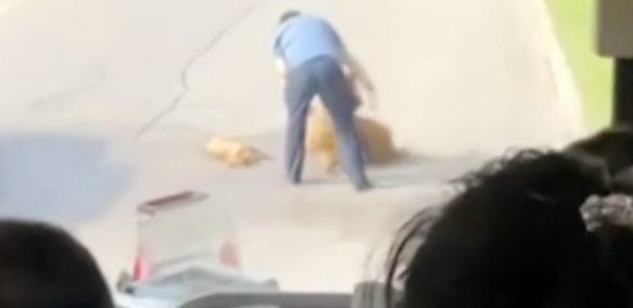 小狗出车祸被撞死,狗妈妈守在旁边不愿走,拉都拉不动!
