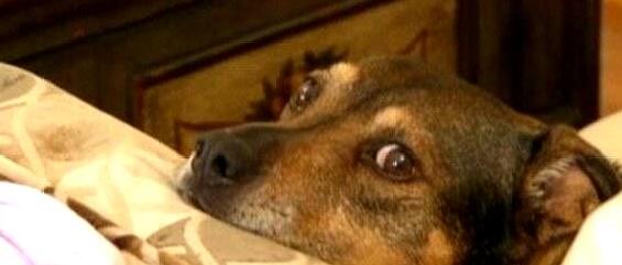 夜晚狗狗突然朝主人大叫，主人醒来后，才知狗狗救了自己孩子的命