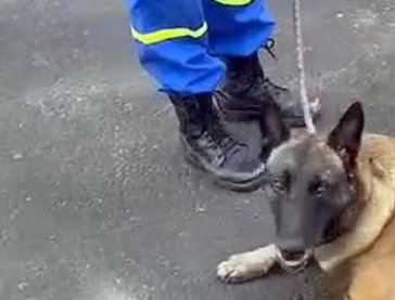 被寄养的搜救犬,连开两道锁成功“越狱”,终被好心人送回