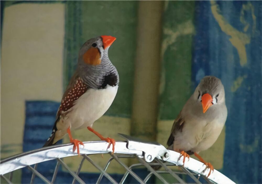 金山珍珠身份信息