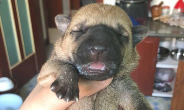 小奶狗被抛弃在马路边,女生想送人遭受路人取笑,坚决把它带到了家