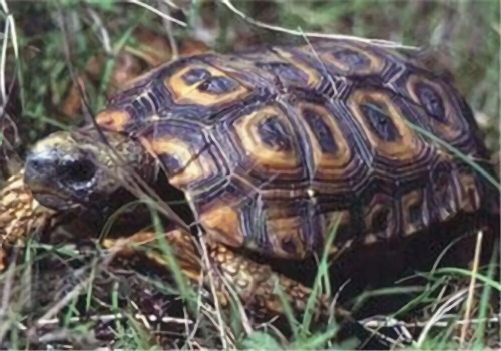 纳塔尔折背陆龟身份信息