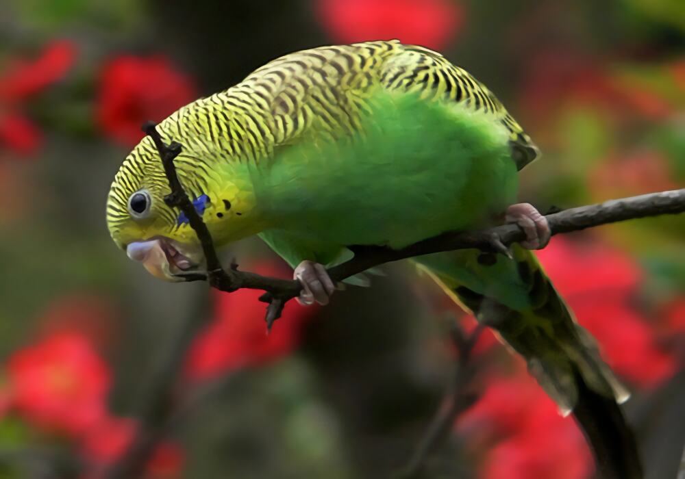 虎皮鹦鹉身份信息