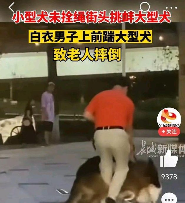 未牵绳小狗挑衅大狗被咬 男子踹狗致老人摔倒