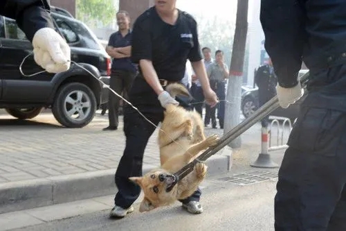 遛狗不清狗粪,济南将用人脸识别系统取证,路人可拍照举报