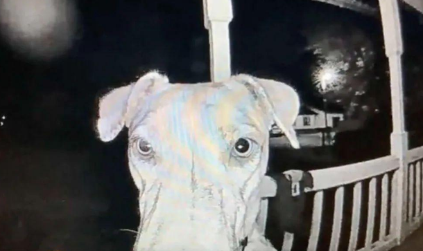 狗狗被烟花吓得离家出走,在主人正心急如焚时,它回来了