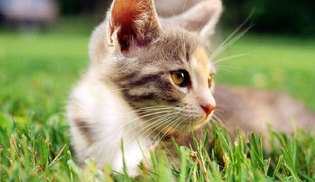 狗狗照顾新生奶猫,紧张到僵硬,直到被小爪子抱住了舌头!