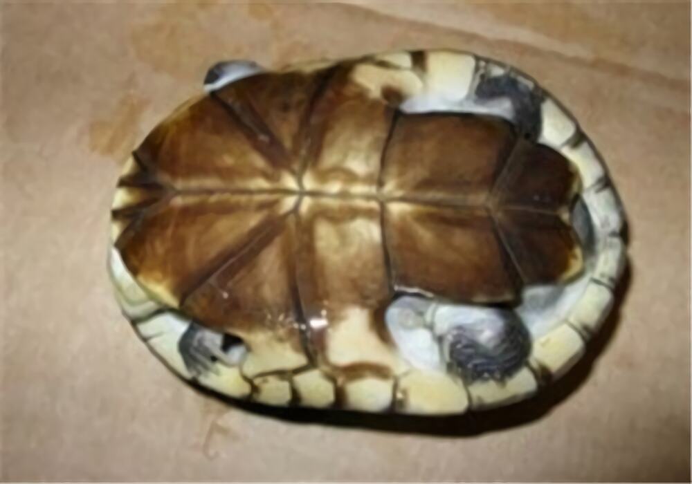 东非侧颈龟身份信息