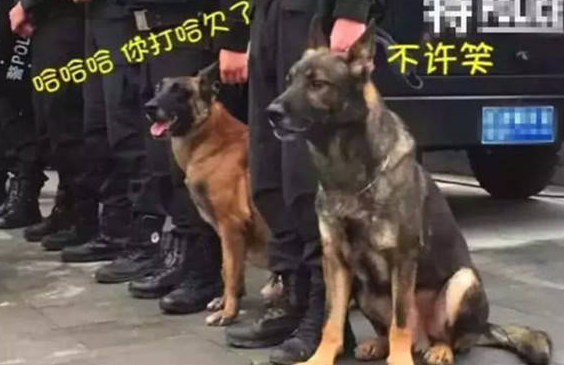 警犬追随主人家接警,結果太困打个哈欠,周围的狗狗反映笑喷人