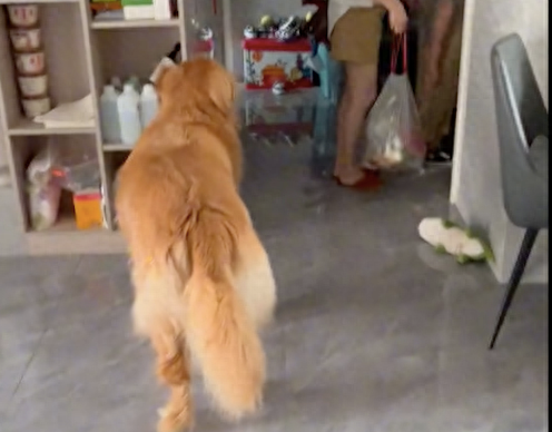 狗狗得知主人带它去玩时,第一反应是不相信