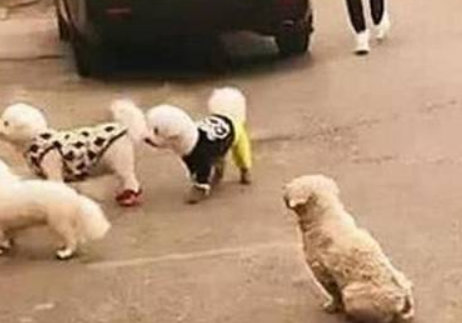 因主人怀孕狗狗被抛弃，偶遇3泰迪满眼羡慕，最后只能默默走开！