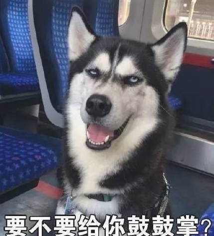 两岁哈士奇报名参加招聘面试,一不小心变成了军犬,三个月后却悲剧了