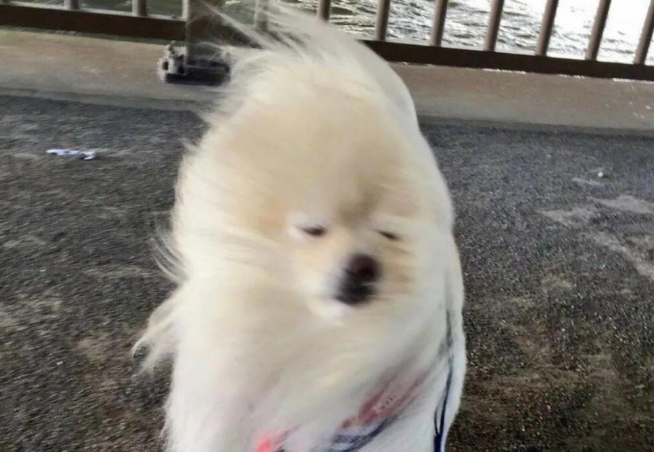 大风天带狗出门遛弯,却遭到路人奇怪的目光