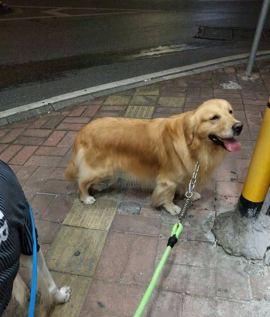 金毛生了窝狗,主人哭笑不得,网友:出生时穿丝袜