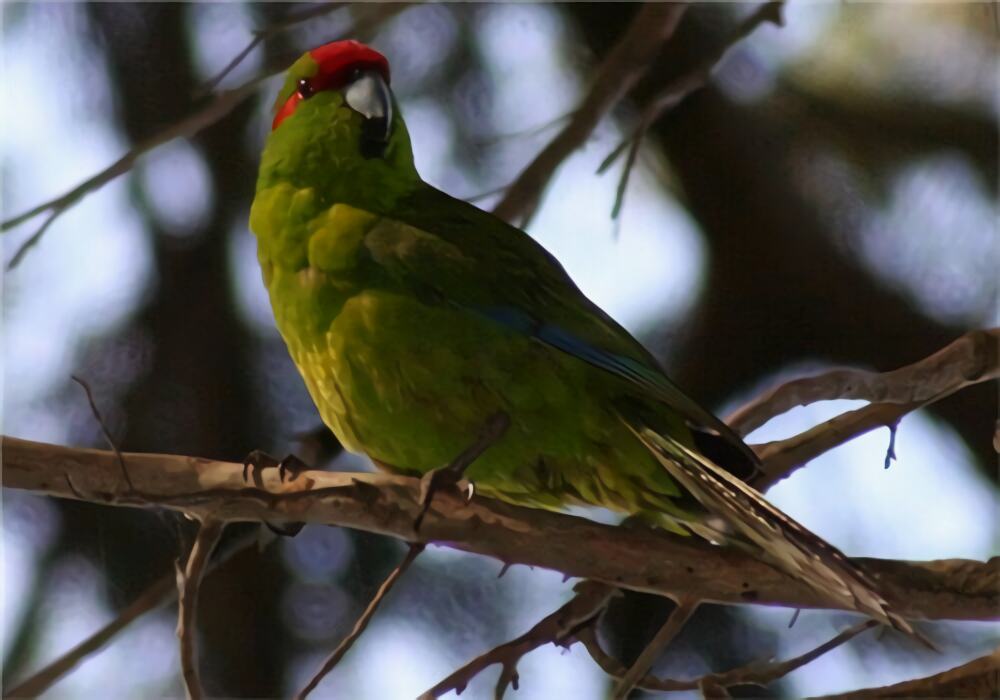 黄额鹦鹉身份信息