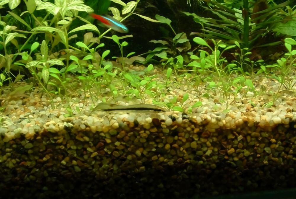 黑线飞狐身份信息