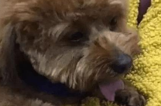 主人将泰迪犬寄放在宠物店,接它时发现泰迪舌头不见了