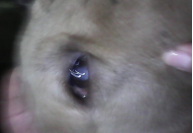 一男子虐待狗狗至重伤 左眼已失明