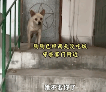 一只狗守护墓地11年,最后死在了主人的墓碑上…