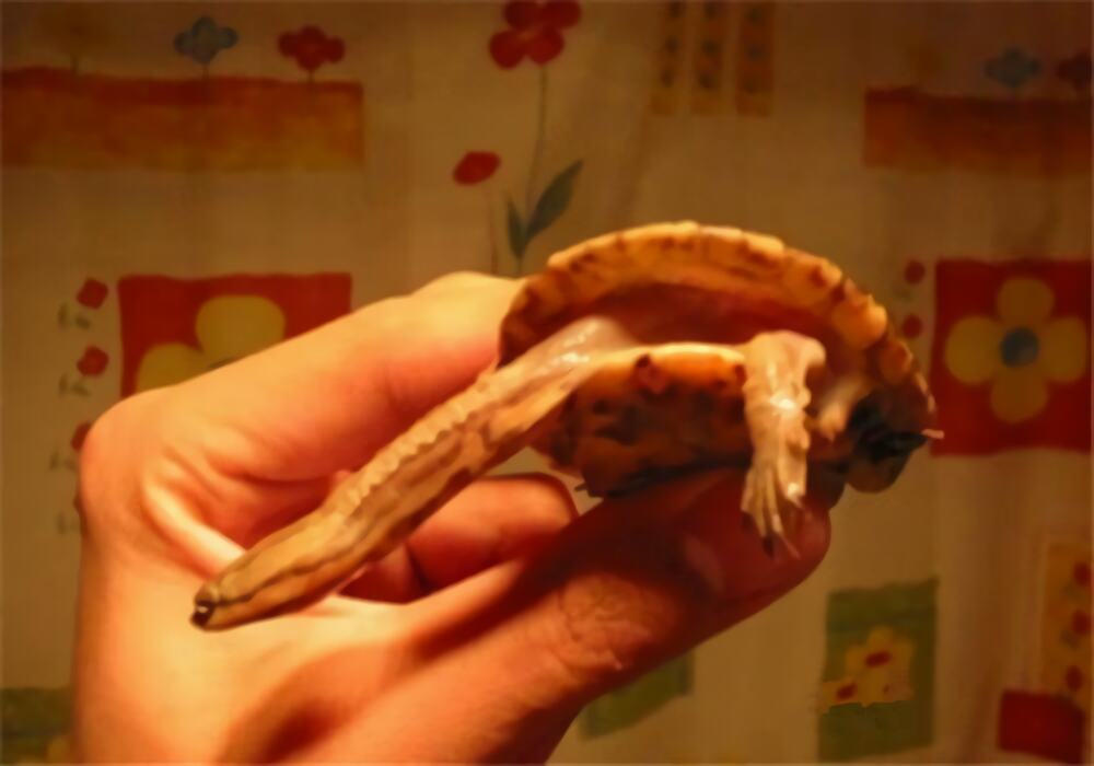 南美蛇颈龟身份信息