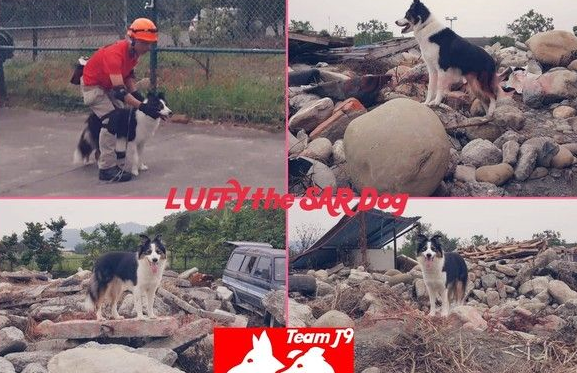 搜救犬瓦砾堆搜救5分钟完成 曾遭弃养收容所