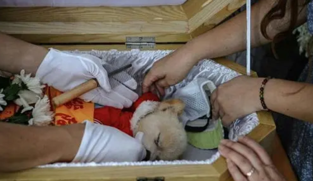 主人去世,狗狗却认其他人当主人!知道真相后大家竟不忍心责怪!