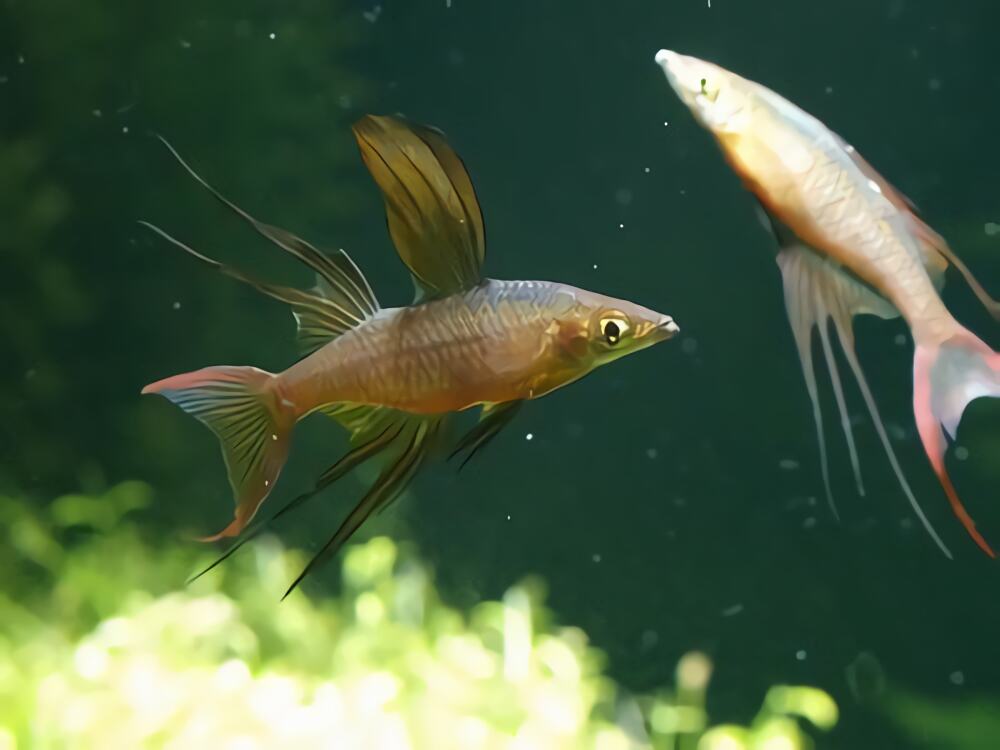 燕子美人身份信息