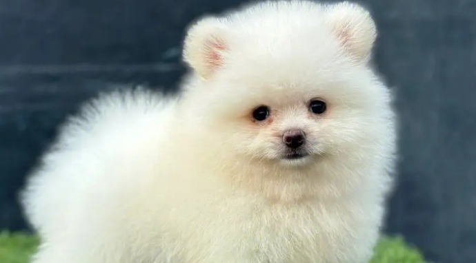 博美犬“出身名门”被石头砸死 狗主人索赔三万