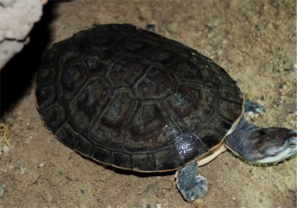 花面蟾龟身份信息