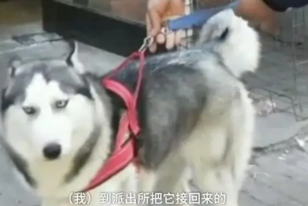 连二哈都偷?哈士奇独自遛弯,不料被出租车司机“顺手牵狗”