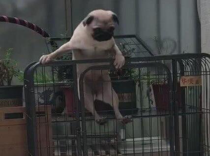 小狗狗被打扮成公主，乖乖躺在萌窝里，心已经被狗萌化！