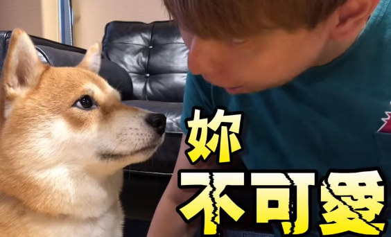 超自恋的柴犬 说不可爱就肉拳攻击
