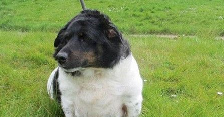 把柯基犬养到44公斤 被协会剥夺宠物抚养权