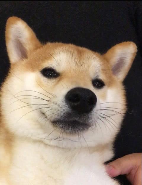 铲屎官给柴犬剪指甲, 没想到, 一时失手, 柴眼里都是泪花, 心疼死了