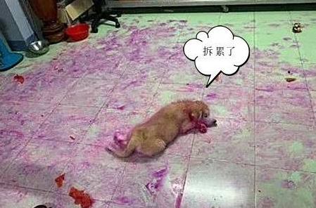 狗主人家下班了回到家,瞬间觉得血压升高:家里养狗子想立刻送出去!